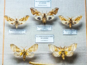 Detailed close-up of preserved moths in a museum display with labels.