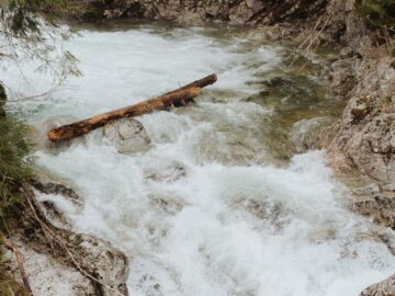 A dynamic mountain stream cascading over rocks and carrying a log through a lush forest.