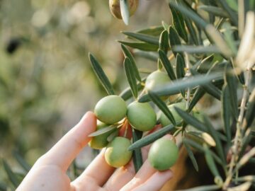 Crop anonymous grower touching green olive fruits on tree with long leaves on farm in sunlight