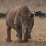 Close-up of a rhinoceros in a grassy landscape with wildebeests in the background during the day.
