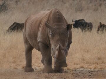 Close-up of a rhinoceros in a grassy landscape with wildebeests in the background during the day.