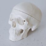 Detailed shot of a white skull model on a speckled surface.