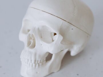 Detailed shot of a white skull model on a speckled surface.