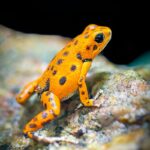 Macro shot of a vibrant Panamanian golden frog (Atelopus zeteki) in its natural habitat.