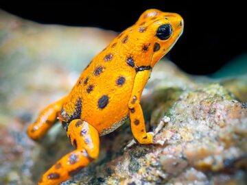 Macro shot of a vibrant Panamanian golden frog (Atelopus zeteki) in its natural habitat.
