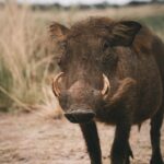 Warthog in a grassy landscape showcasing the wild nature and habitat.