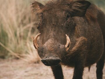 Warthog in a grassy landscape showcasing the wild nature and habitat.