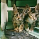 Two adorable tabby kittens curiously look out from under a chair indoors.