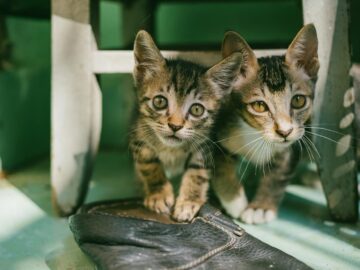 Two adorable tabby kittens curiously look out from under a chair indoors.