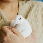 Close-up of a woman holding a white dove, showcasing the intimate connection and gentle touch.