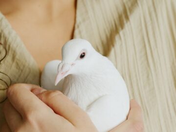 Close-up of a woman holding a white dove, showcasing the intimate connection and gentle touch.