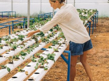 A woman arranging plants in a hydroponic greenhouse wearing denim shorts and white sleeves.