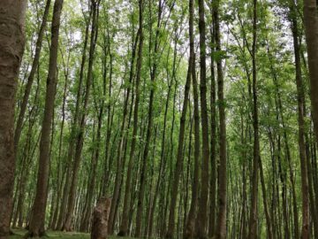 Vertical shot of a lush deciduous forest during summer showcasing tall trees and dense foliage.