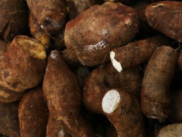 Fresh cassava roots with rough brown skin, ideal for agricultural themes.
