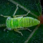 Detailed macro shot capturing a green insect with water droplets on a leaf.