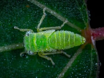 Detailed macro shot capturing a green insect with water droplets on a leaf.