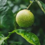 Close-up of a fresh lime with dew drops hanging from a green tree branch, symbolizing nature and growth.