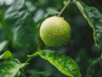Close-up of a fresh lime with dew drops hanging from a green tree branch, symbolizing nature and growth.