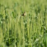 A small bird perched on a wheat stalk in a lush, green field, showcasing rural life.