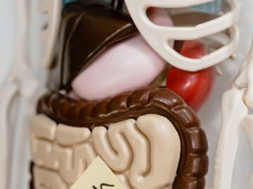 Close-up view of anatomy model showing stomach marked with a sticky note, ideal for educational use.