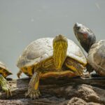 A group of turtles basking on a log by the water, showcasing their textured shells.
