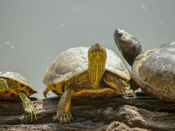 A group of turtles basking on a log by the water, showcasing their textured shells.