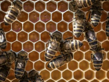 Macro view of bees working on a honeycomb, showcasing intricate hexagonal patterns.