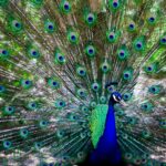 Free stock photo of peacock, peacock feathers