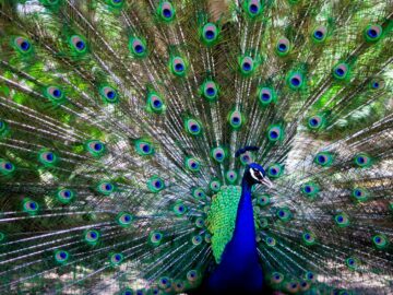 Free stock photo of peacock, peacock feathers