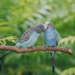 Two blue parakeets perched on a branch, showing affection in a lush green setting.