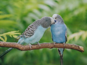 Two blue parakeets perched on a branch, showing affection in a lush green setting.