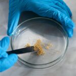 Close-up of a scientist using tweezers and petri dish for research with golden granules.