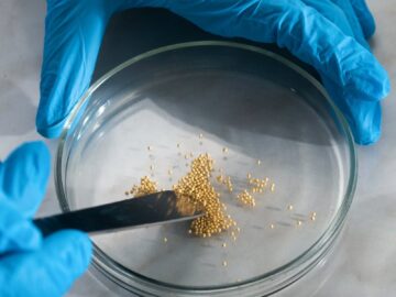Close-up of a scientist using tweezers and petri dish for research with golden granules.