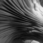 Artistic macro shot capturing the intricate gills of a mushroom in black and white.