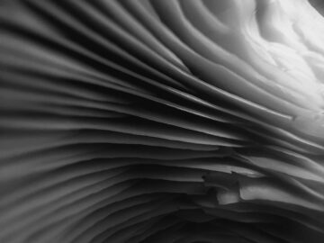 Artistic macro shot capturing the intricate gills of a mushroom in black and white.