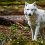 Stunning Arctic wolf in a forest setting, showcasing its wild beauty and grace.