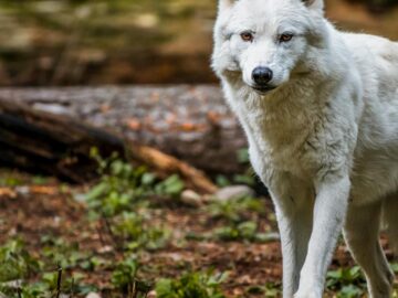 Stunning Arctic wolf in a forest setting, showcasing its wild beauty and grace.