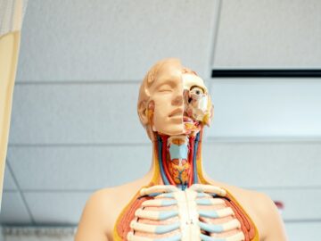 human anatomy figure below white wooden ceiling