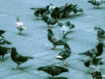 flock of pigeons