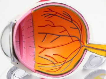 red and white round plastic toy