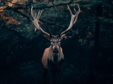 brown deer under tree