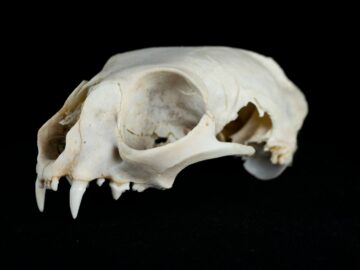 white animal skull