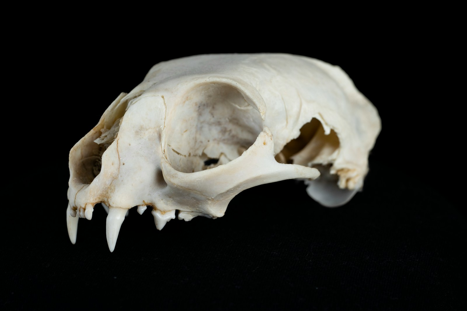 Femur vs Humerus: Understanding the Differences Between These Bones ...
