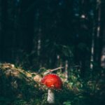 red cap mushroom surrounded by grass in forest