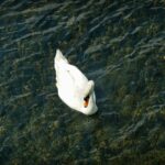 a white swan floating on top of a body of water