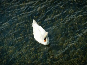 a white swan floating on top of a body of water