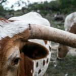 close-up photography of white and brown cattel