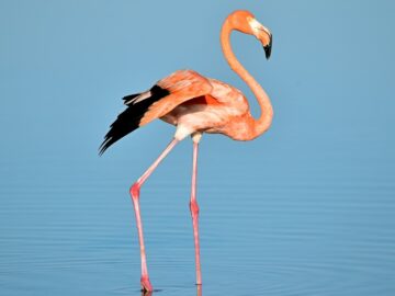 photo of flamingo on water