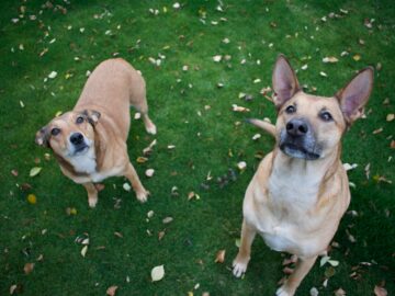 two brown dog standing on green grass